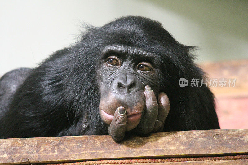 普通的黑猩猩(Pan troglodytes)猿猴的头在手里